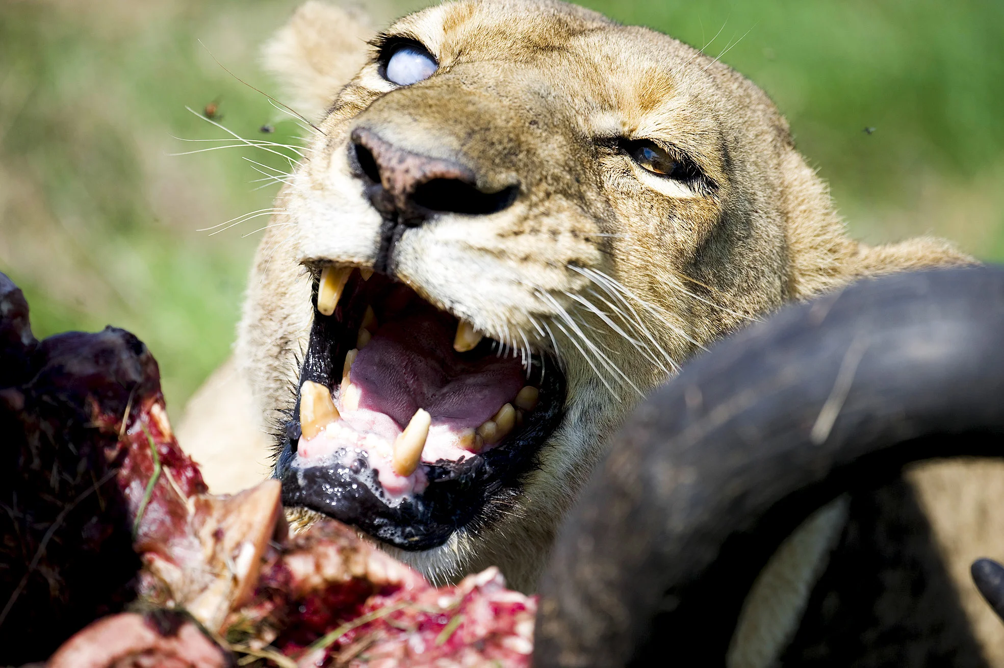 Lion eating buffalo.jpg