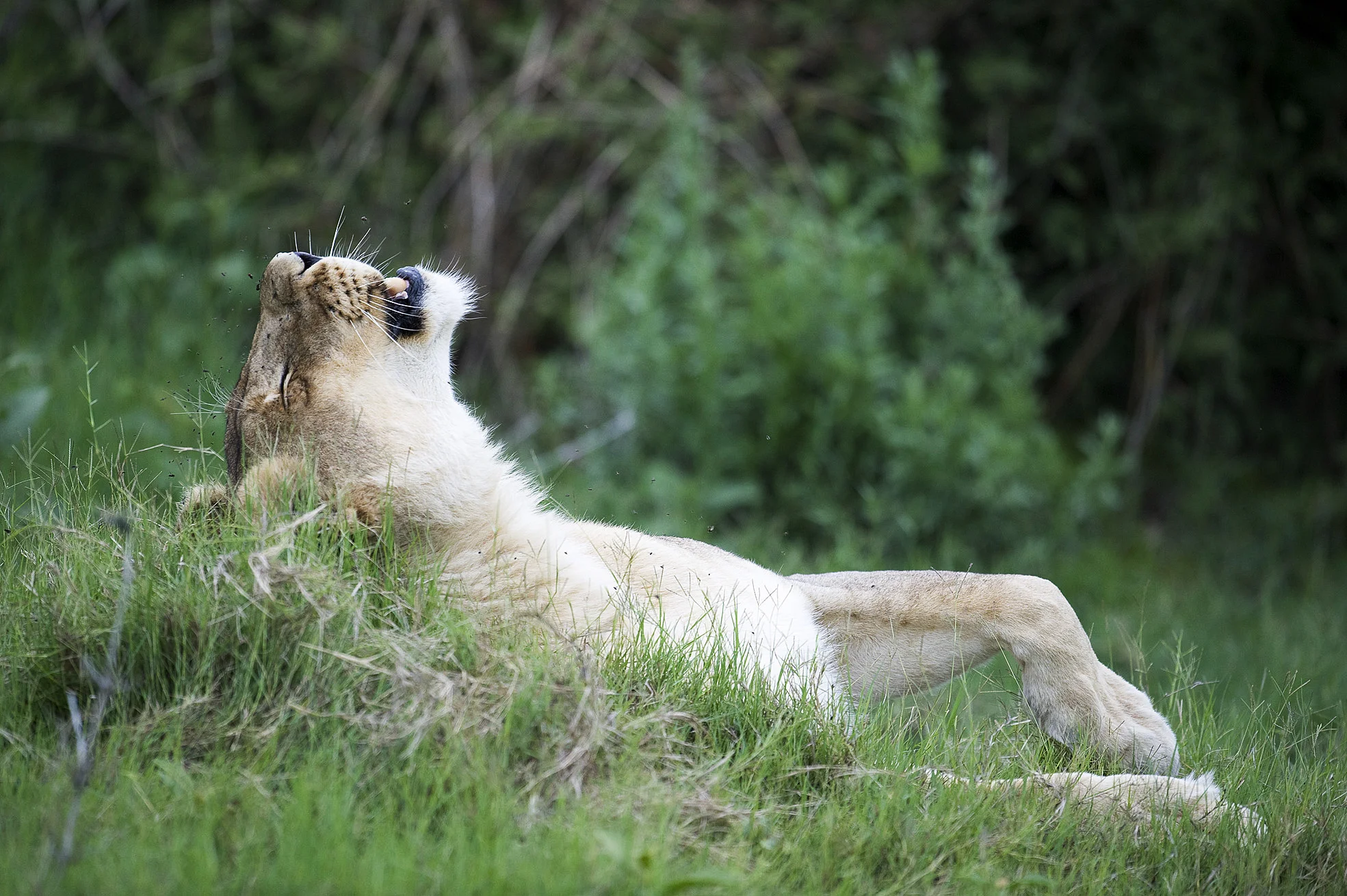 Sad lion.jpg