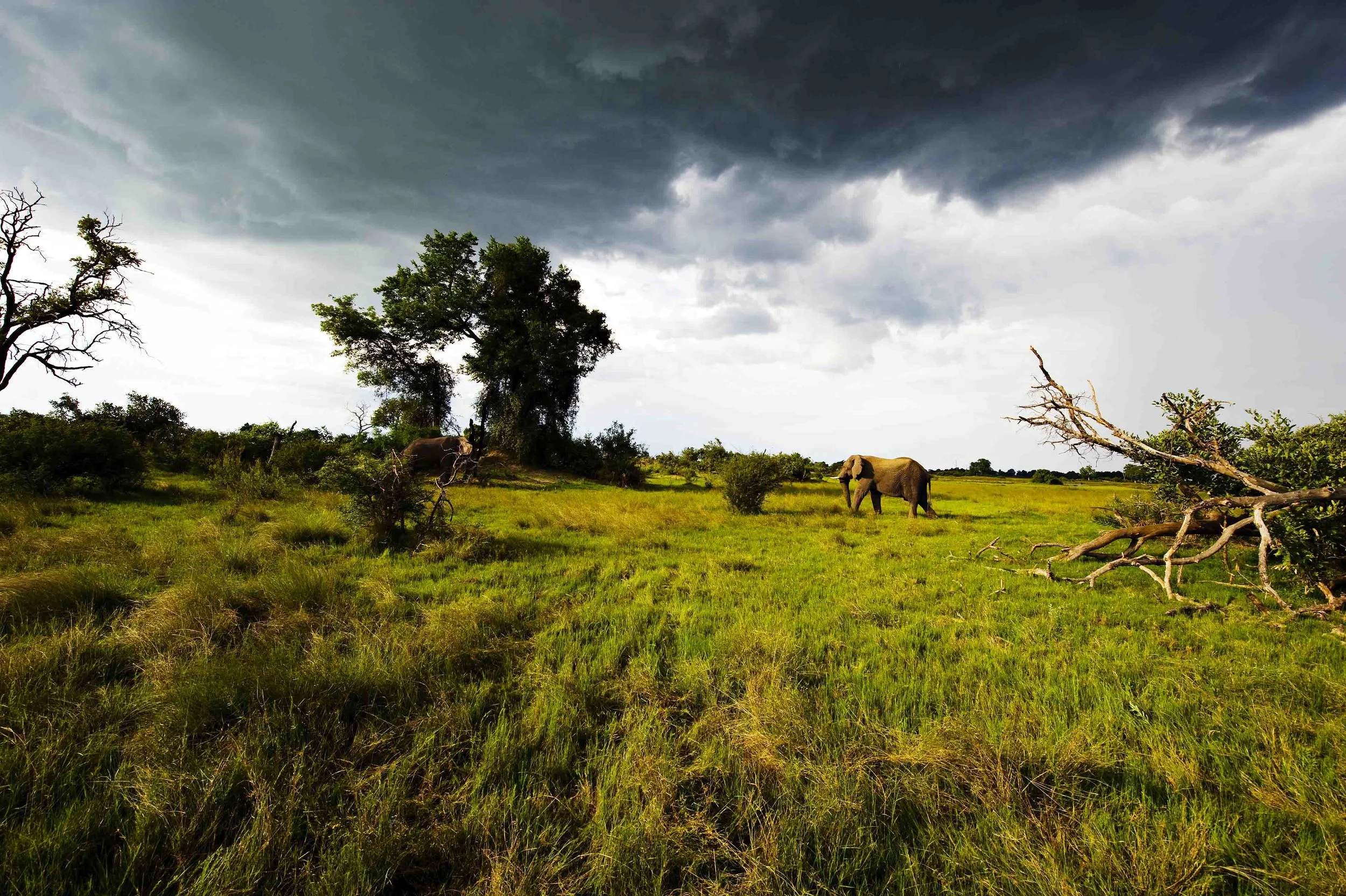 Elephant nature.jpg