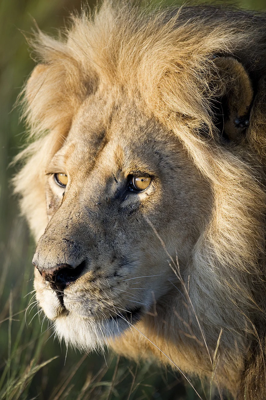 Botswana lion-2.jpg