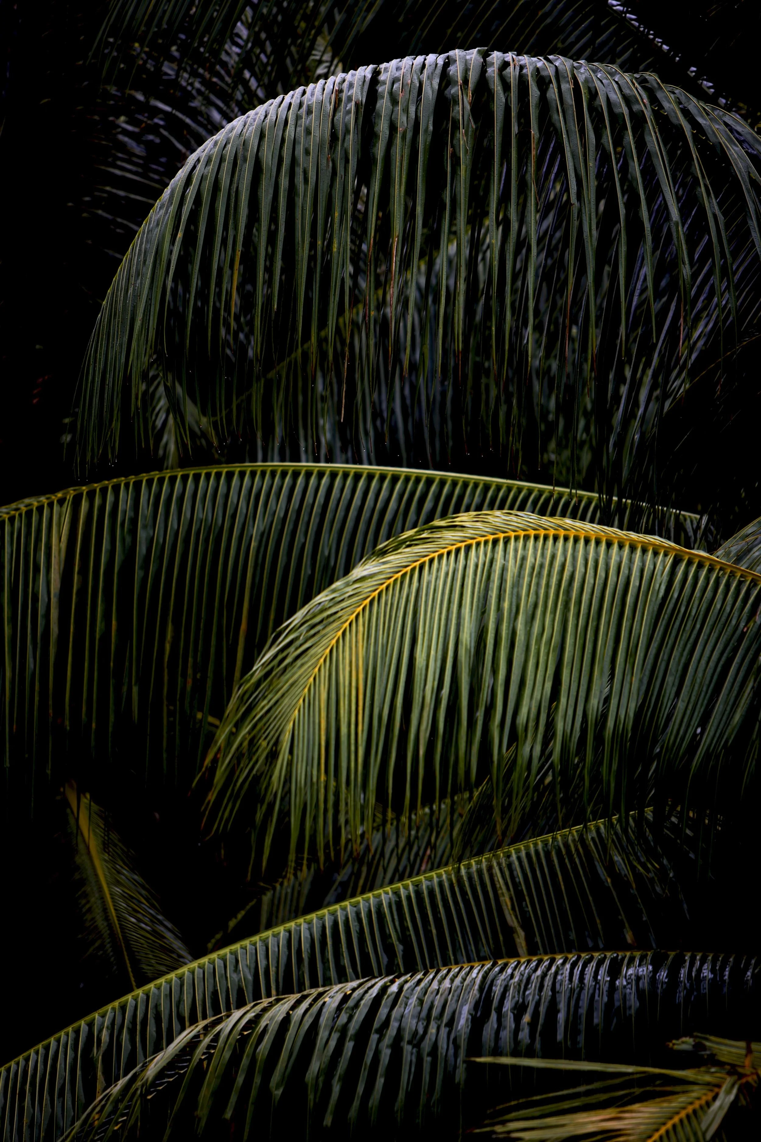 Graphic palm.jpg