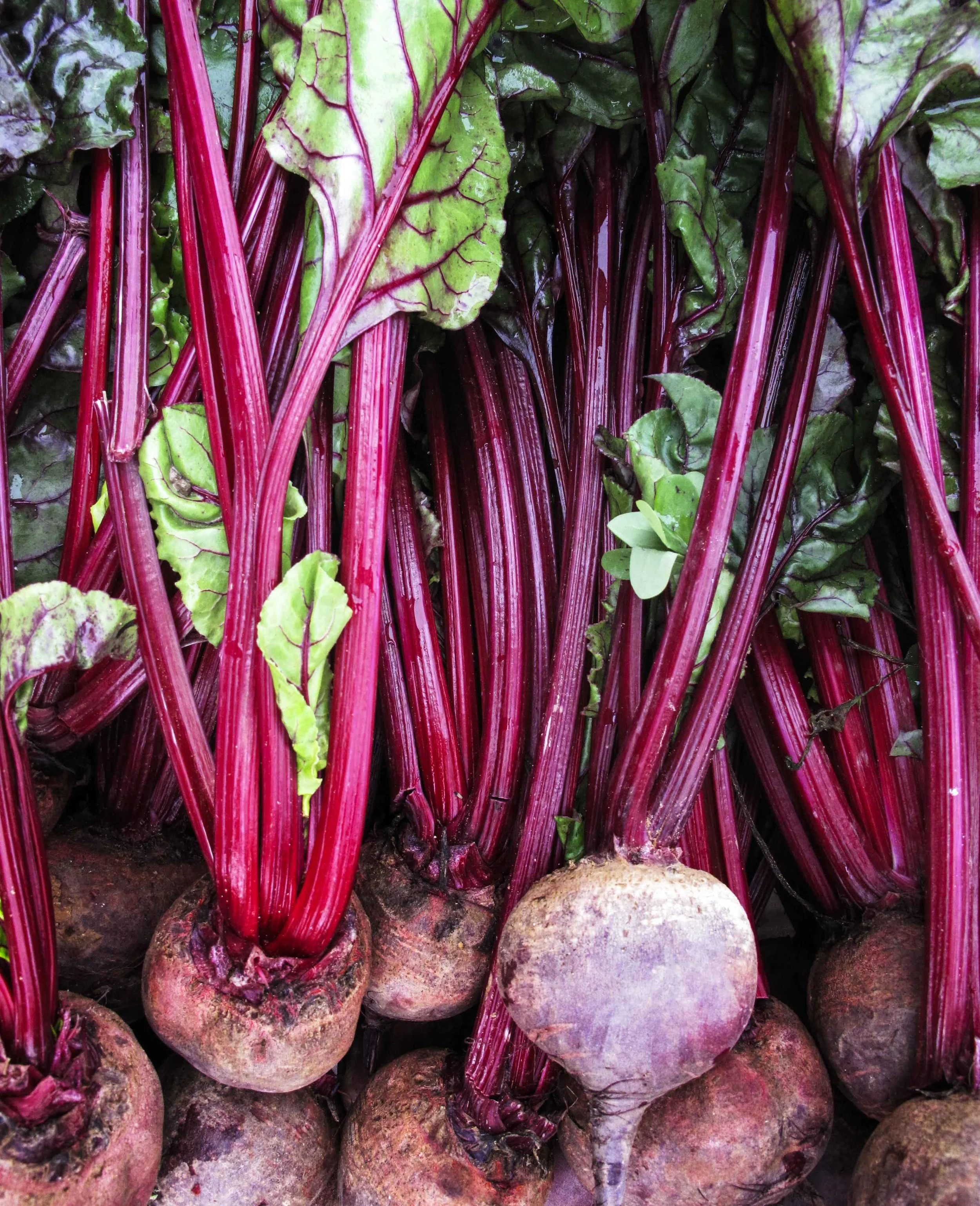 Food beet.jpg