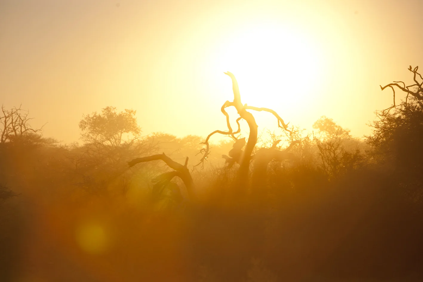 Safari-0878.jpg