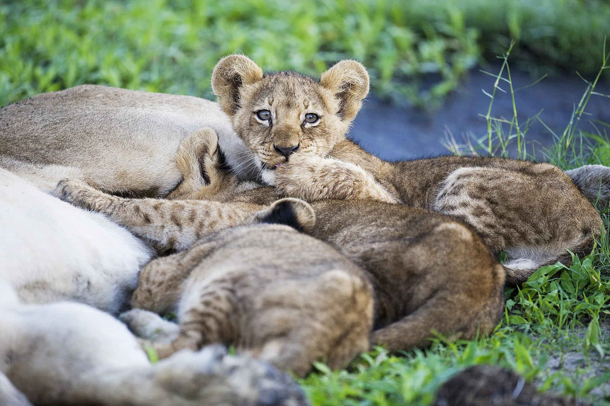 Lion_-11.jpg