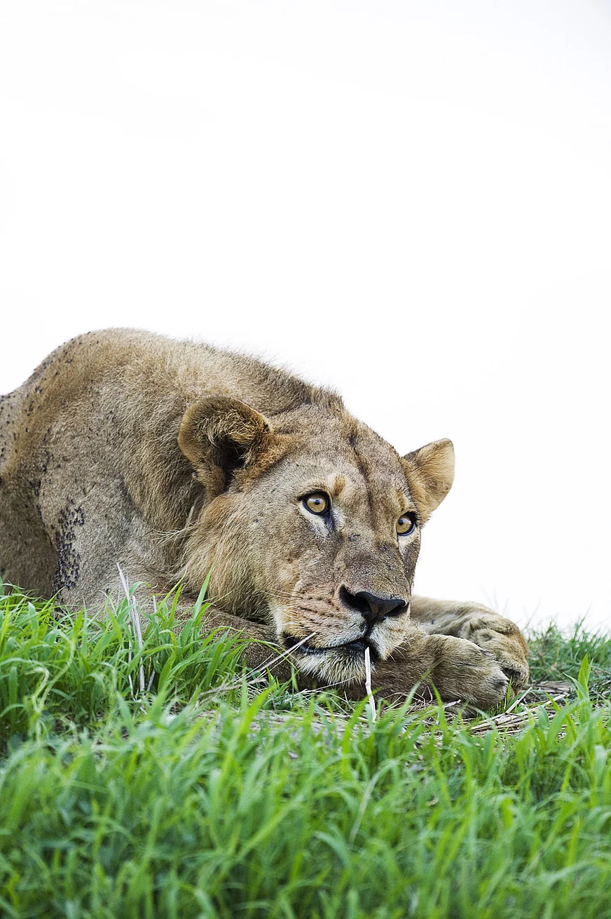 Lion_-9.jpg