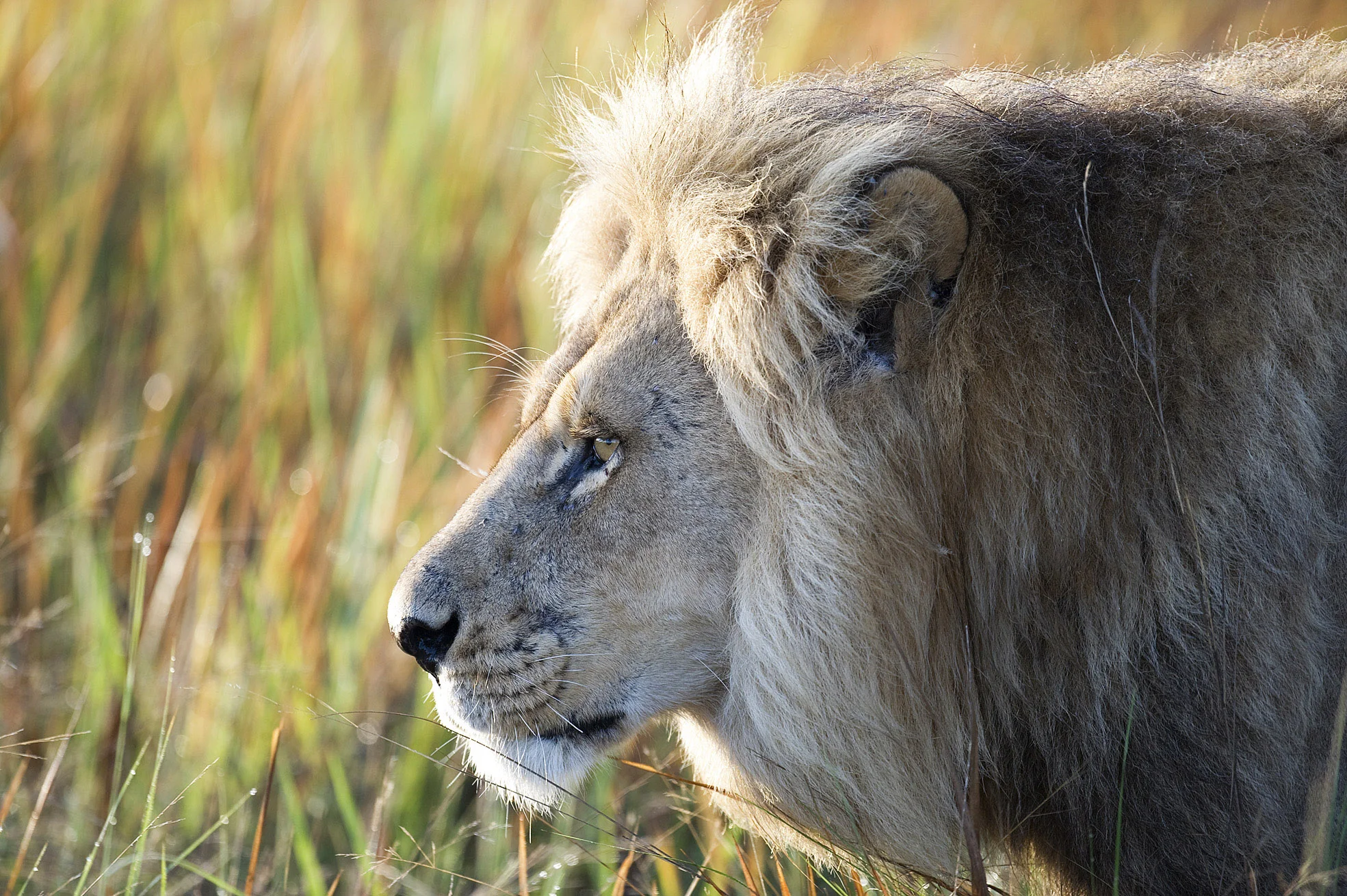 Lion_-6.jpg