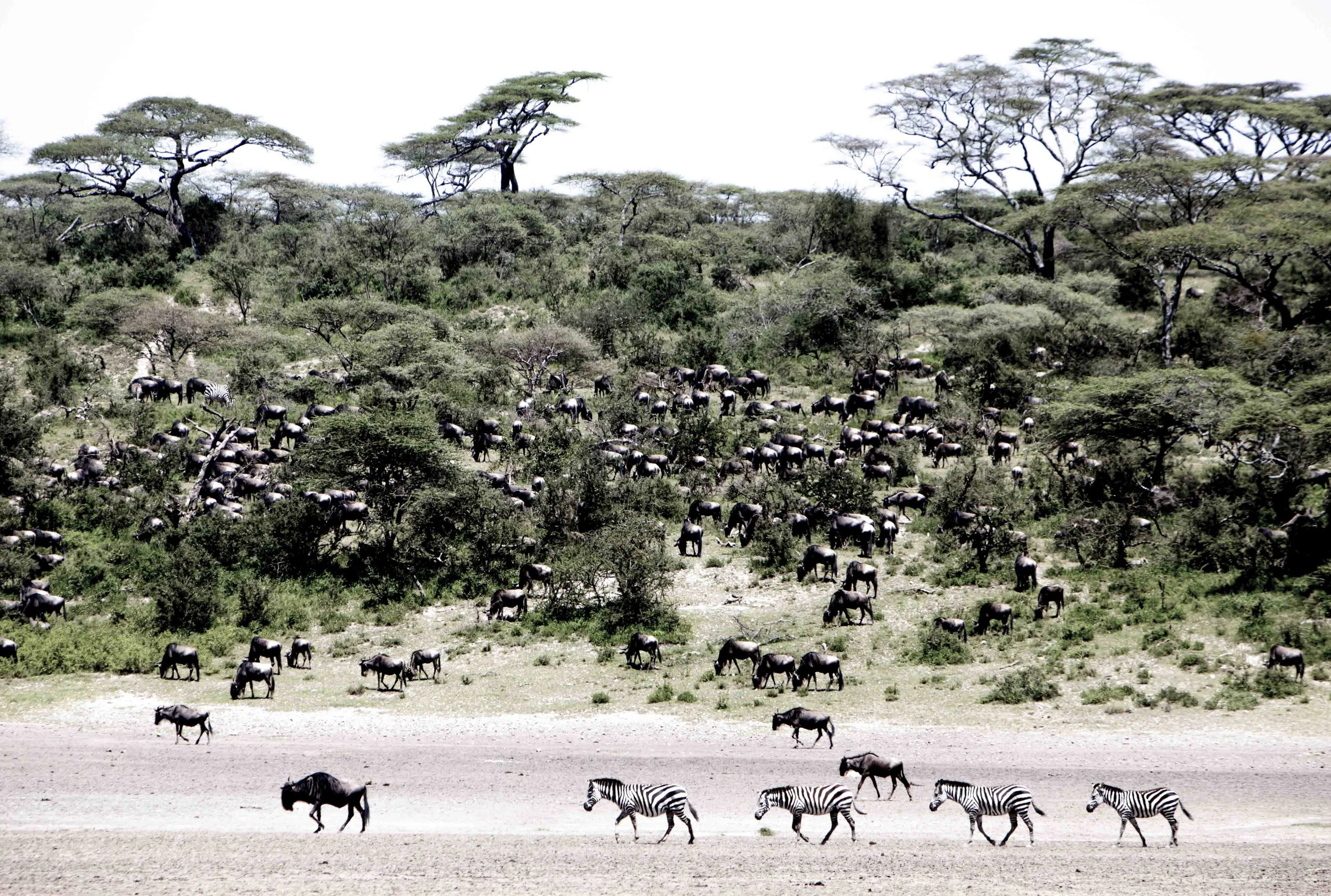 Tanzania-13.jpg