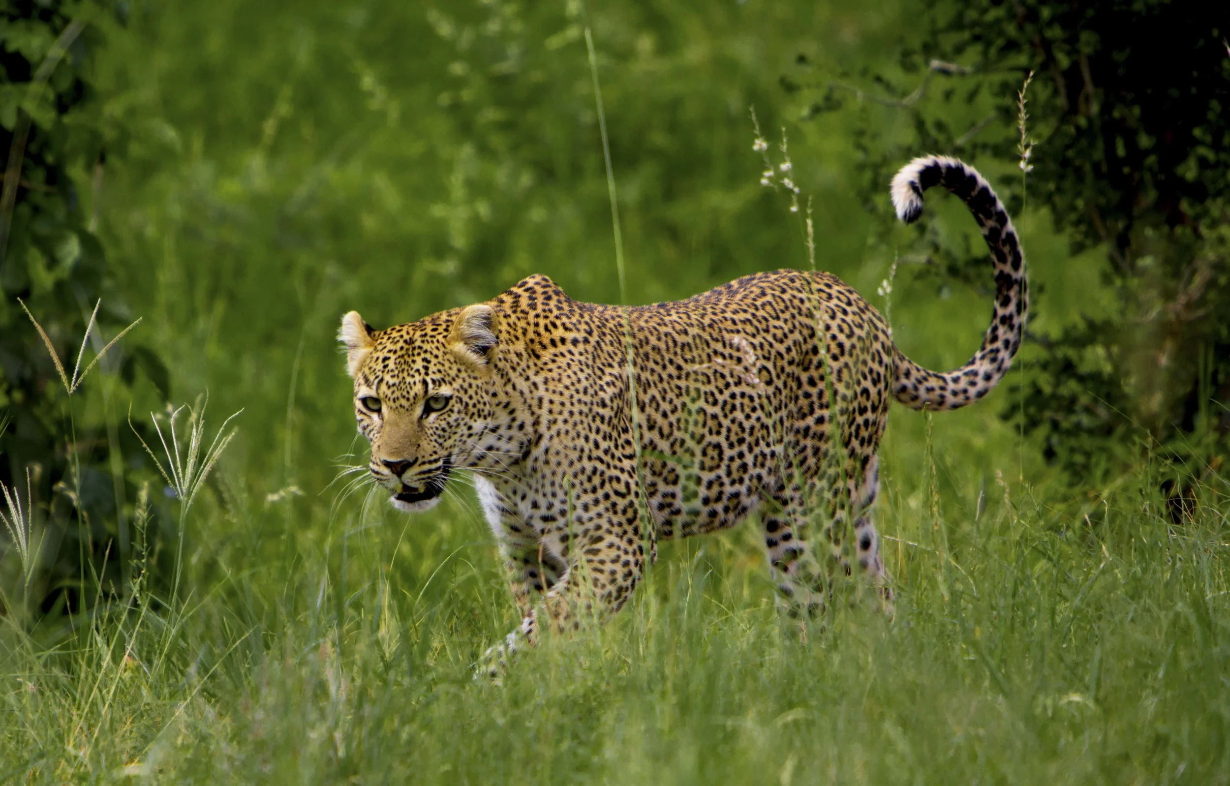 Tanzania-7.jpg