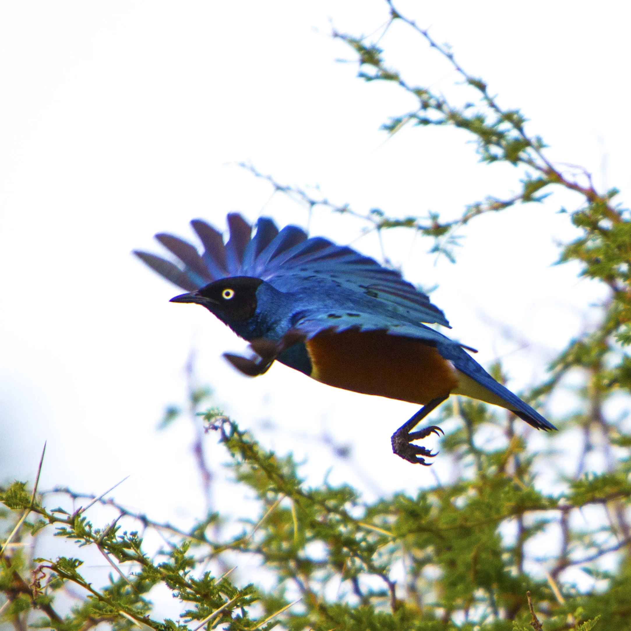 Tanzania-6.jpg
