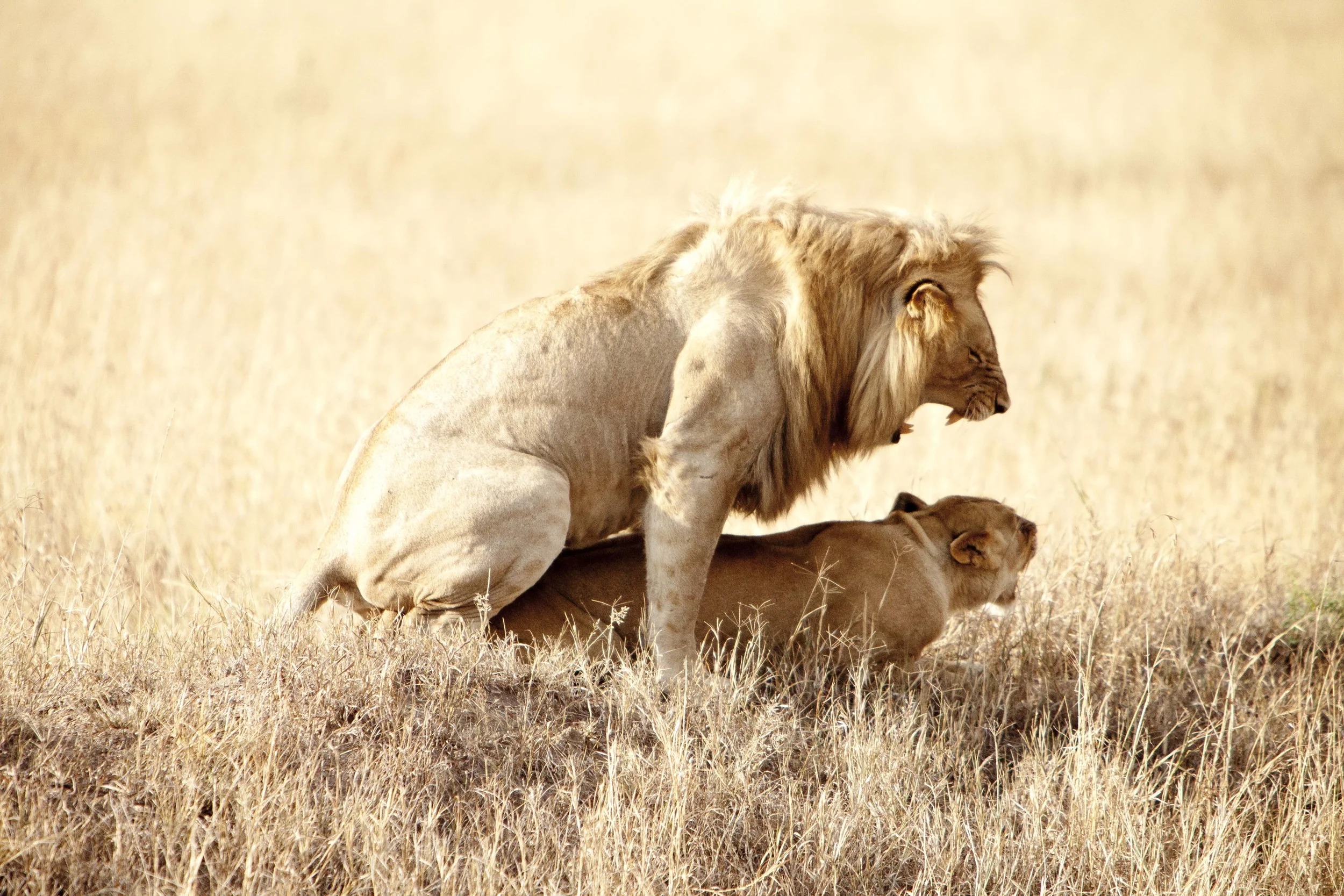 Lion-1-6.jpg