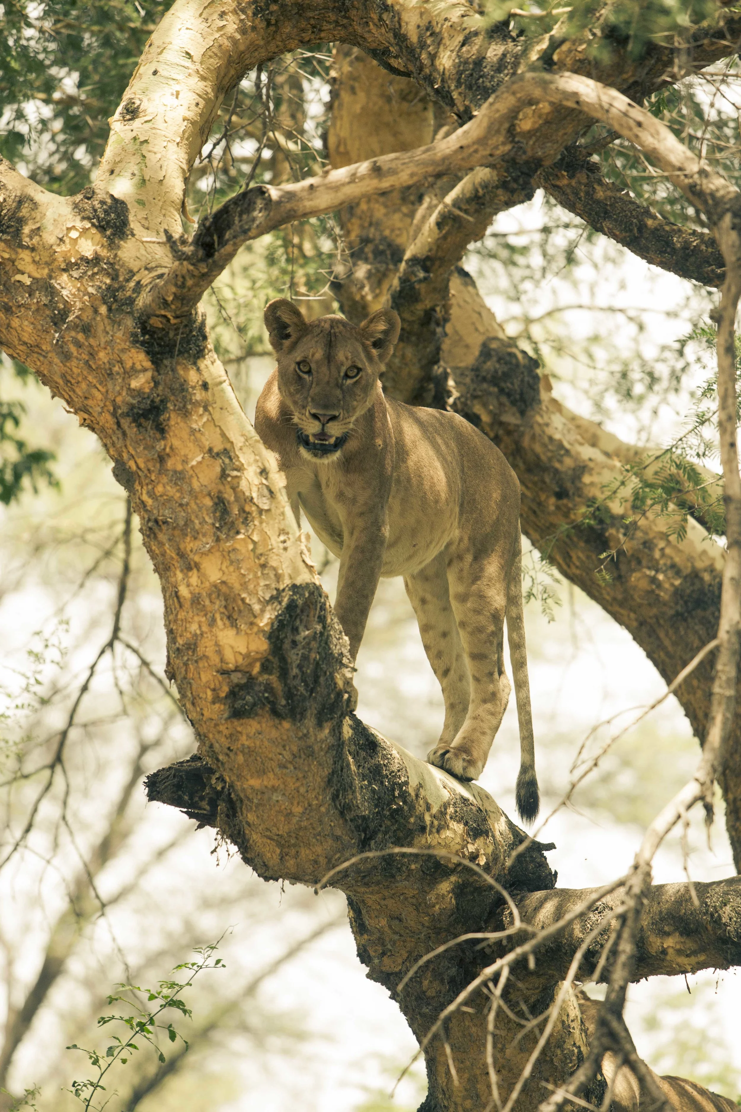 Tanzania S-7685.jpg
