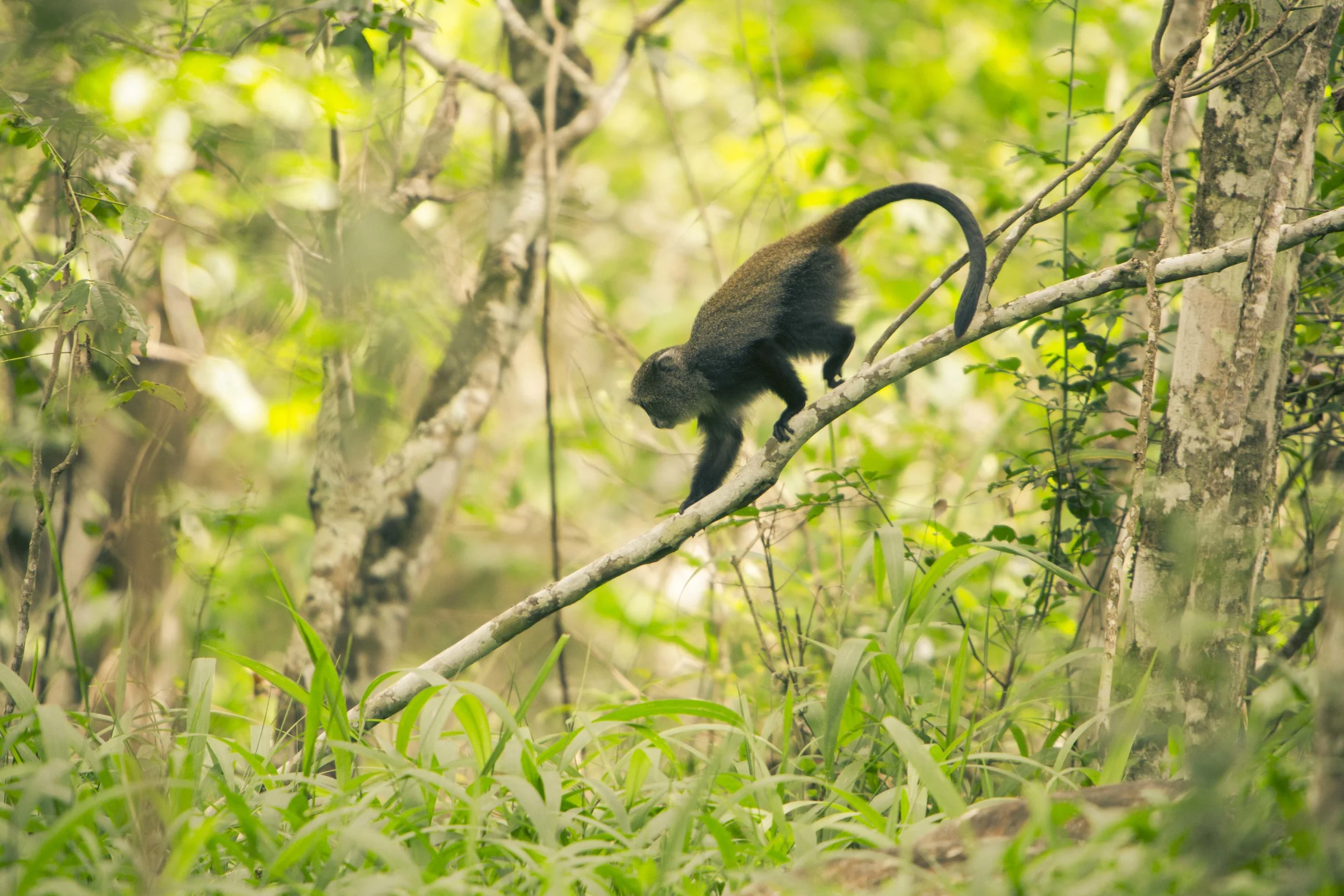 Tanzania S-4495.jpg