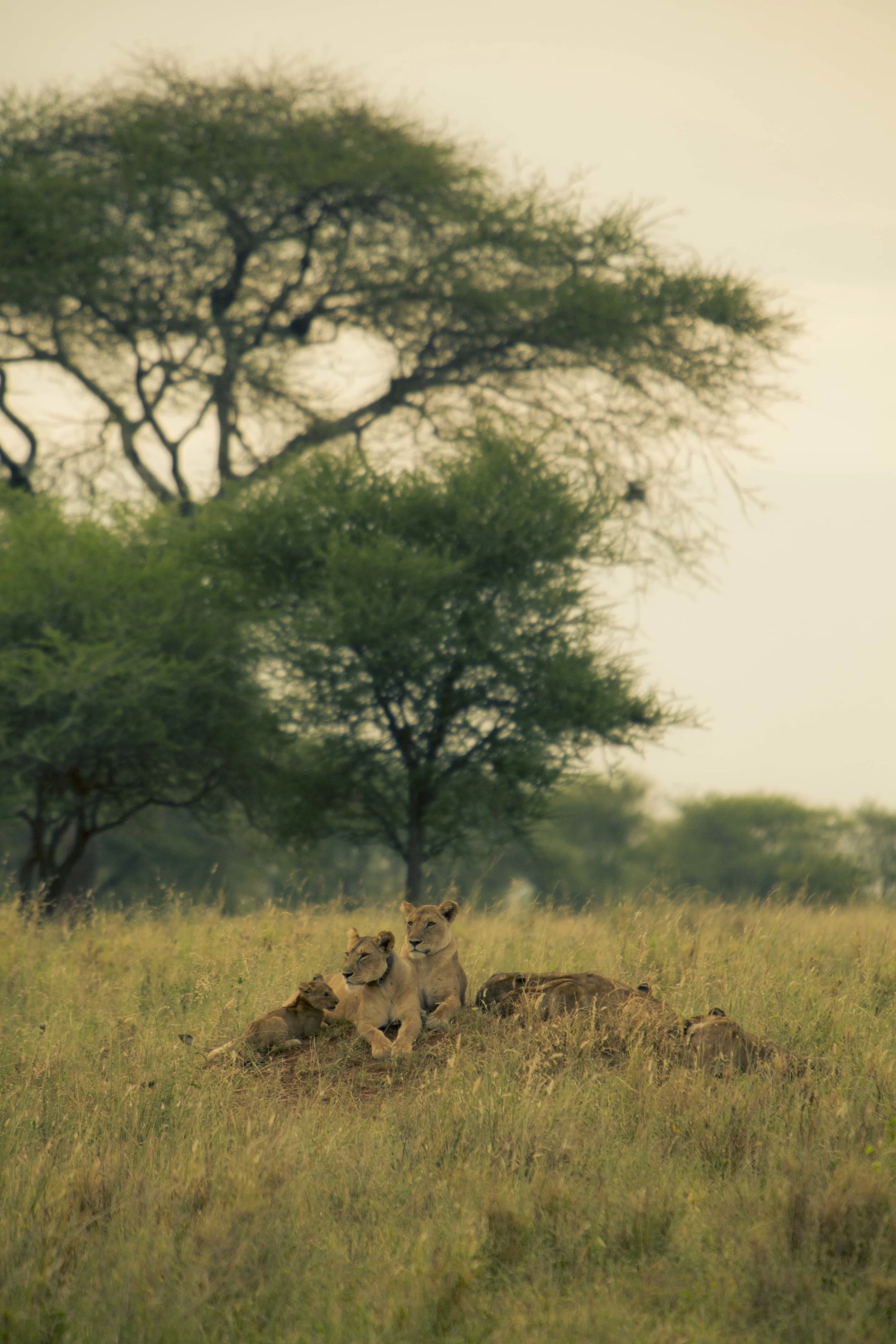 Tanzania S-4669.jpg