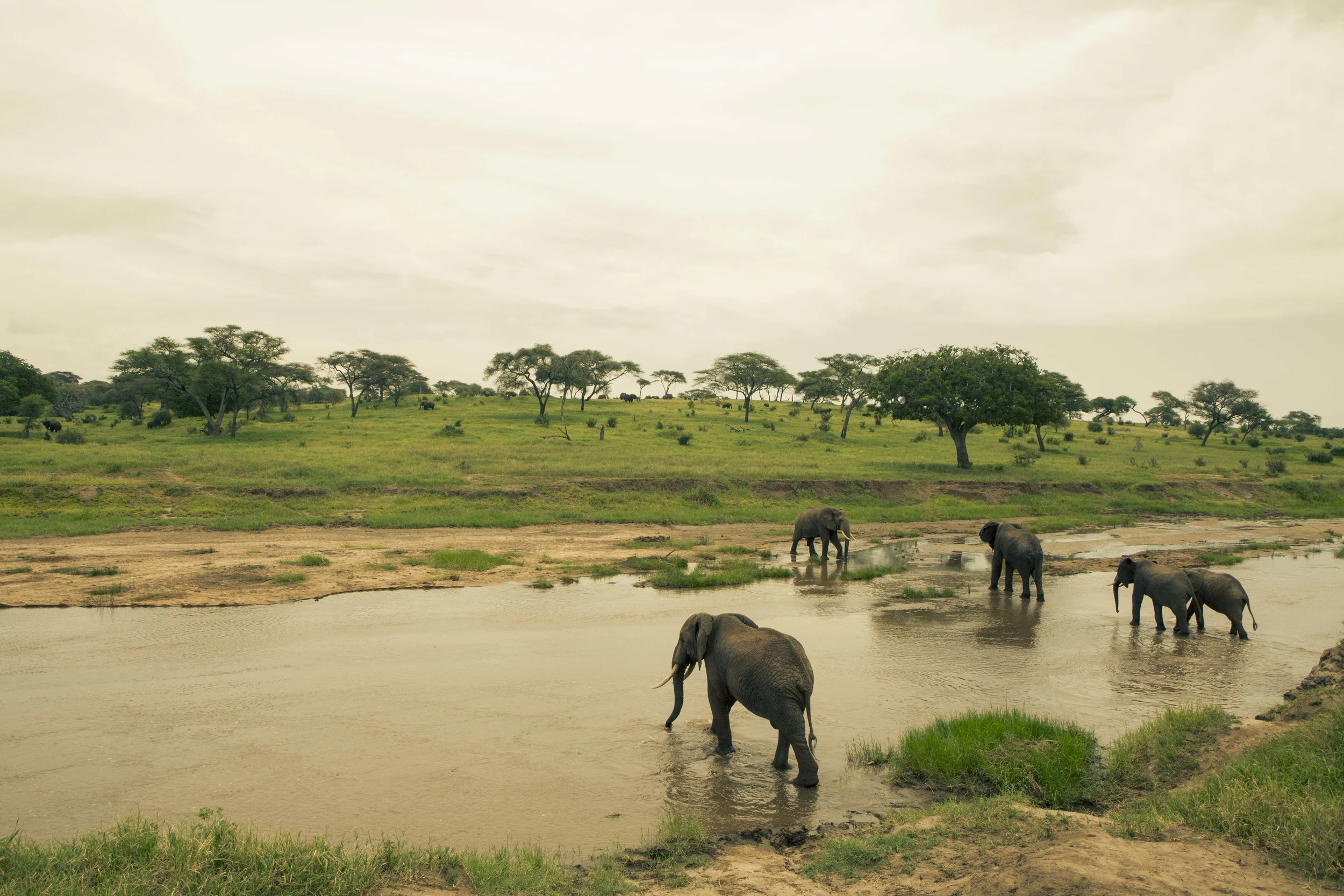 Tanzania S-4835.jpg