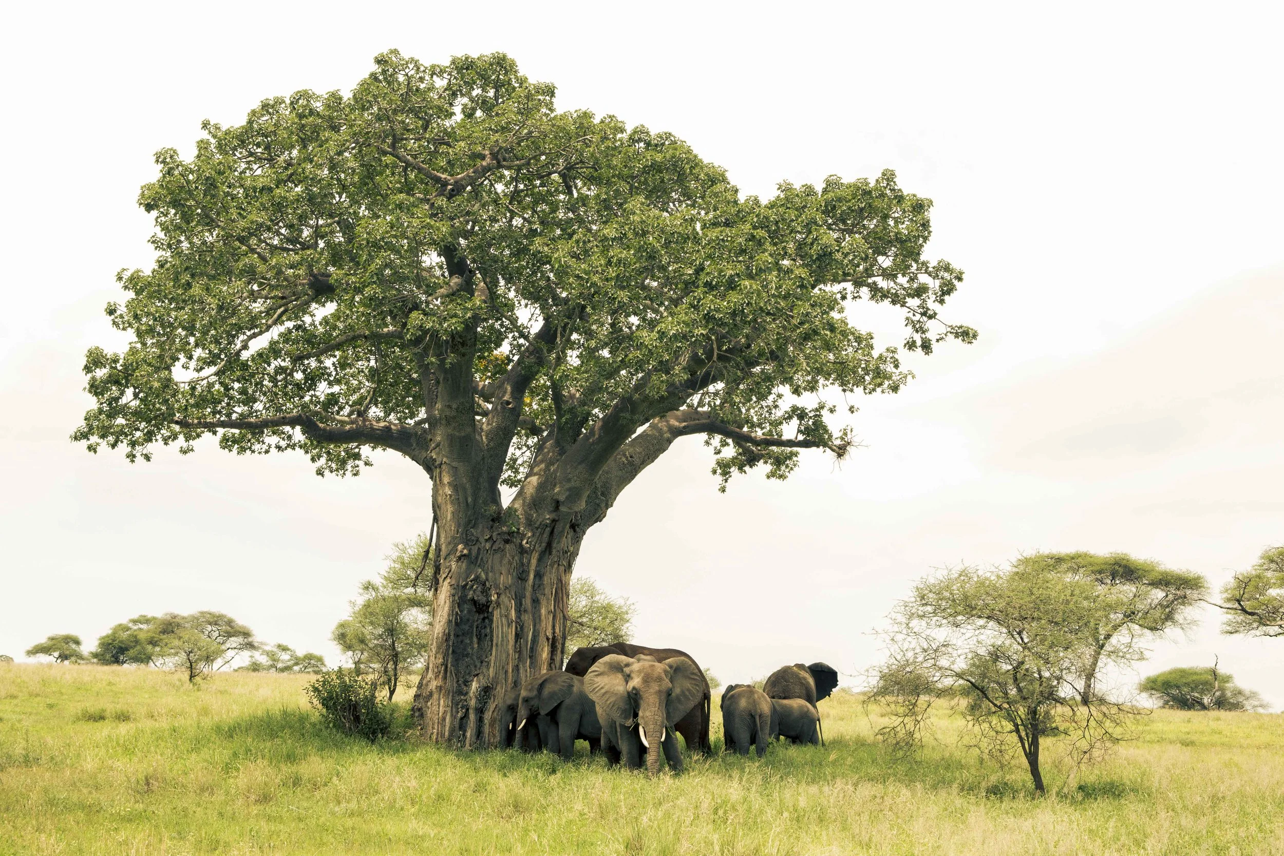 Tanzania S-4990.jpg