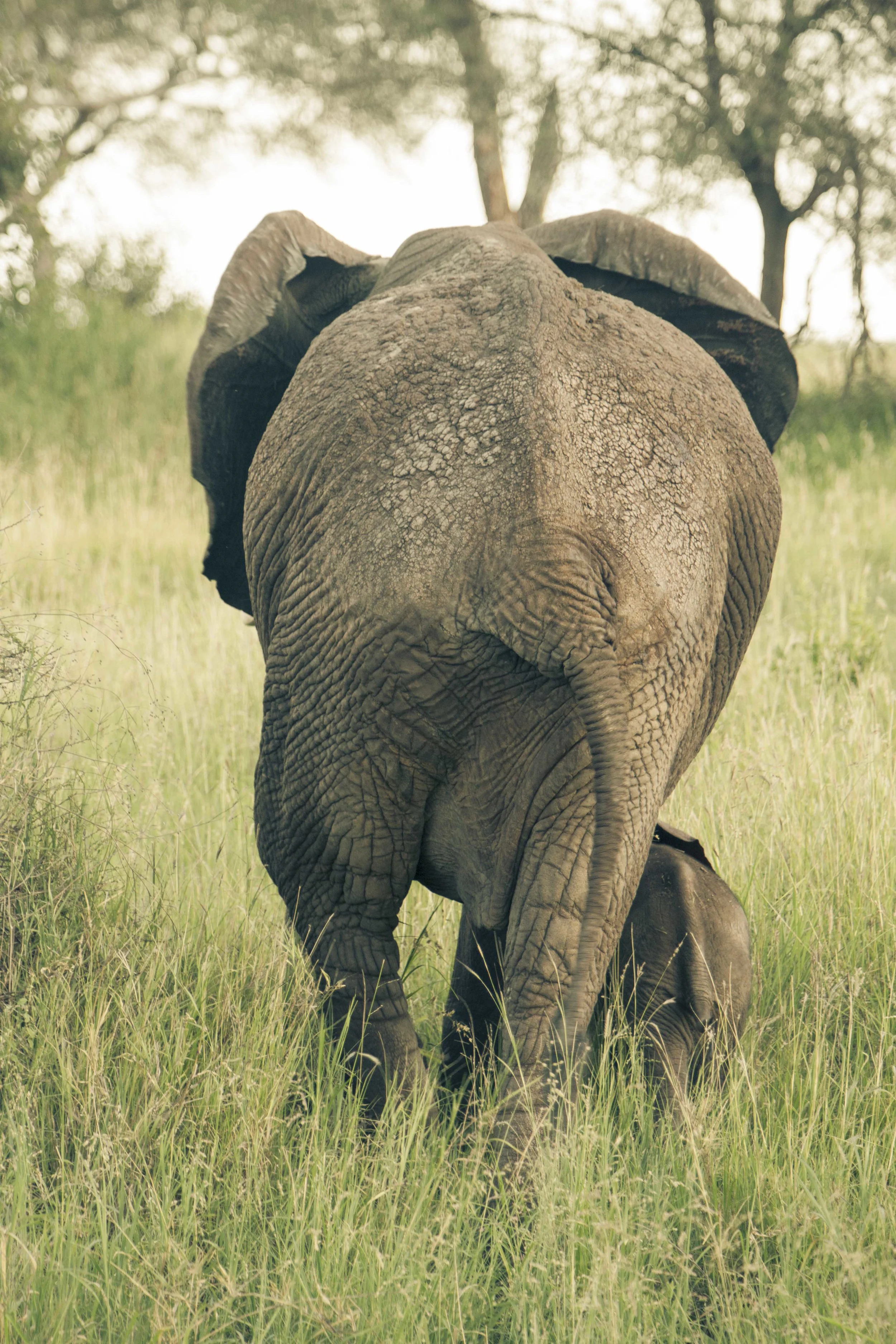 Tanzania S-5320.jpg