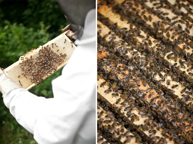 Beekeeper Hive Honey I Am Series Project Editorial Location Photography Richard Pardon Hertfordshire
