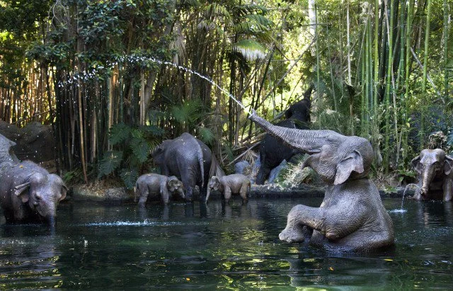 Jungle Cruise