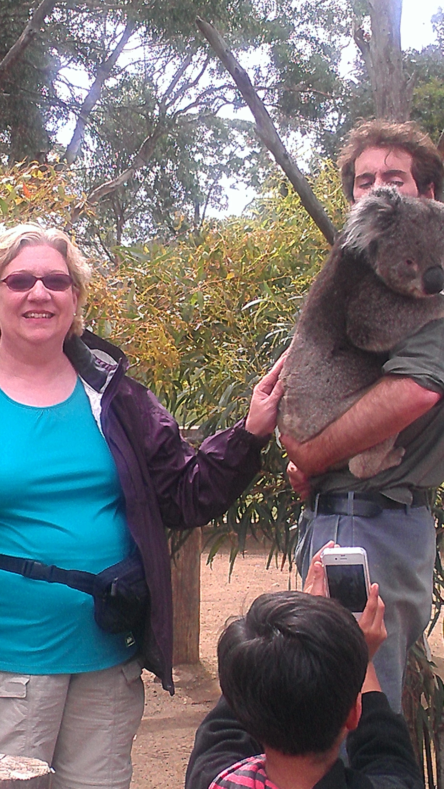 Koala Tasmania