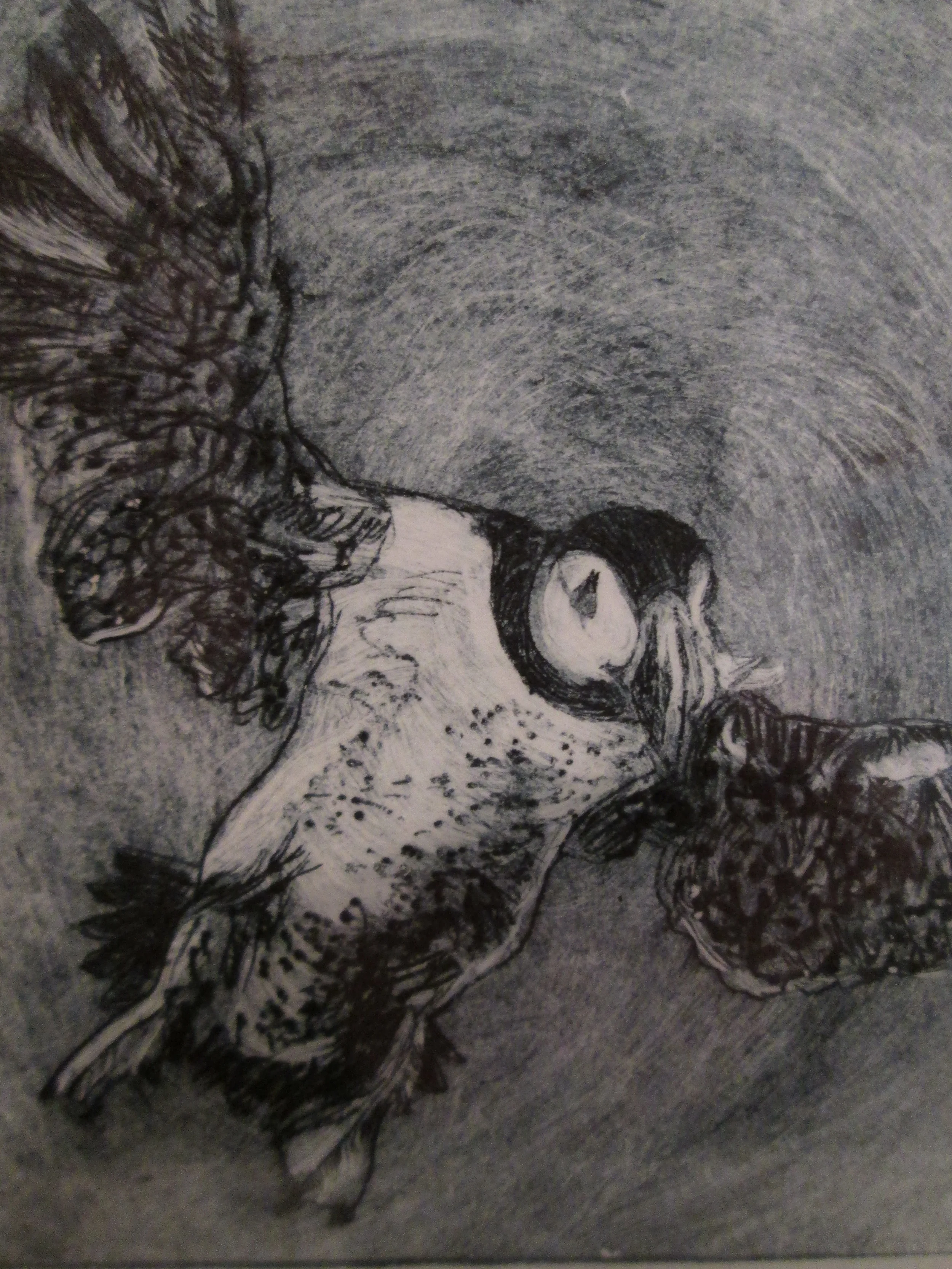 Louise Worthy 'in coming Puffin' - 1 of 5 - Original drypoint engraving - Framed £70.