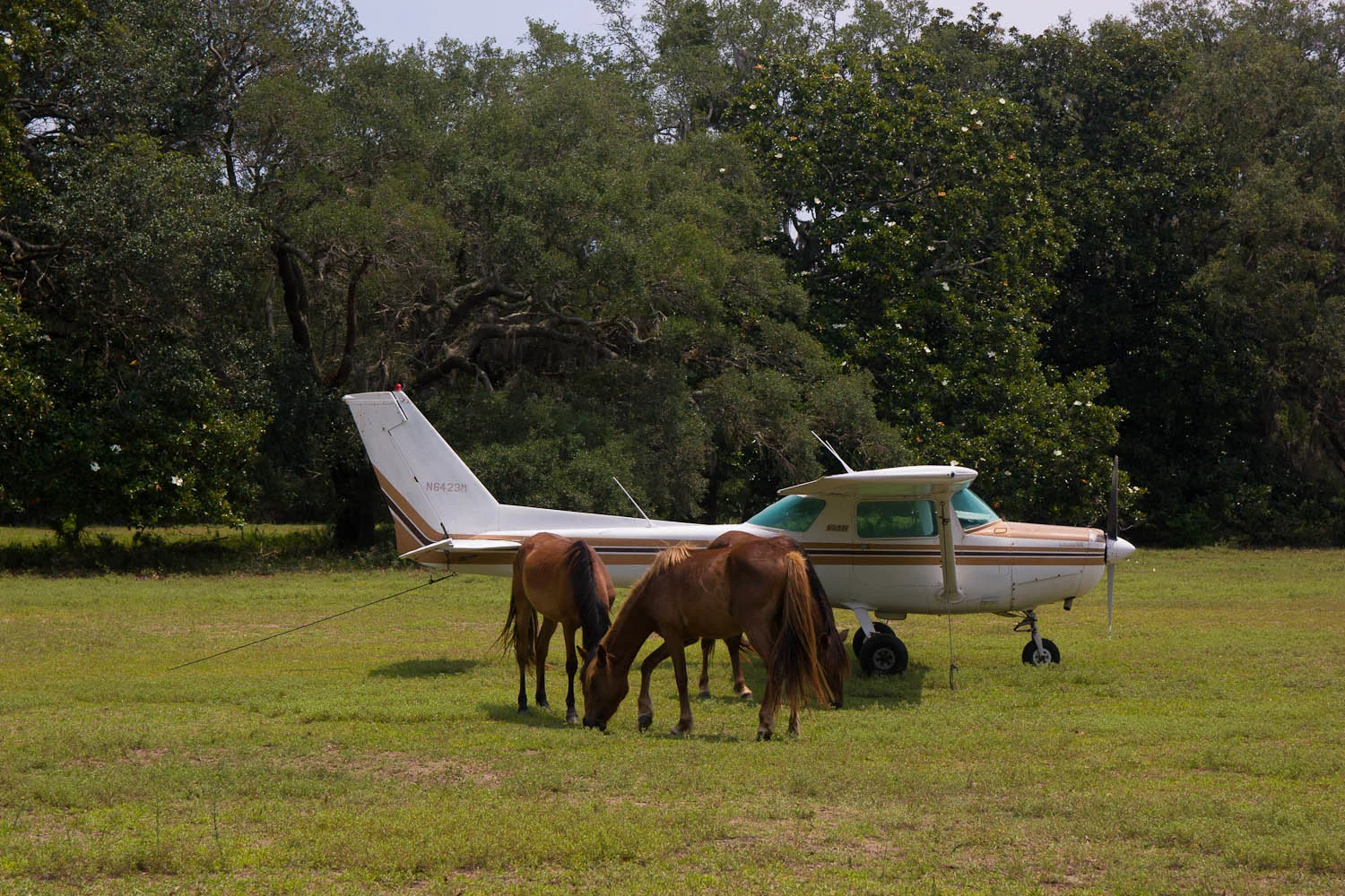 Cumberland Island