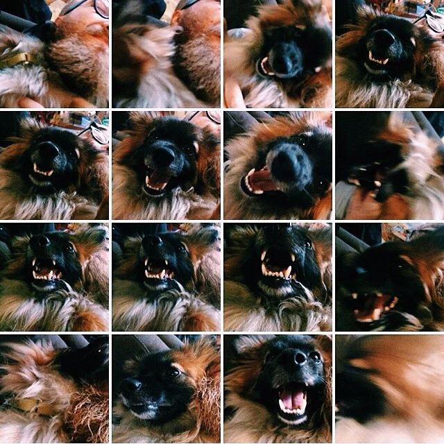 Trying to capture the terror that is kleine. #dogsofinstagram #FaceFullOfTeeth #terror #vscocam