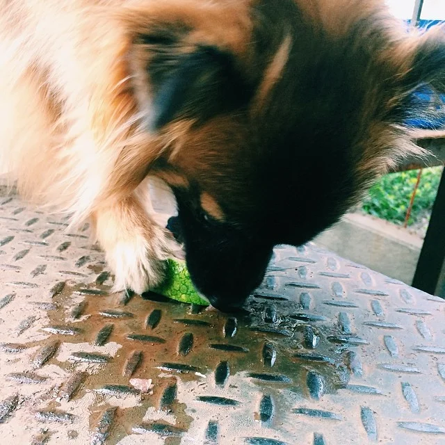 Kleine loves watermelon #vscocam