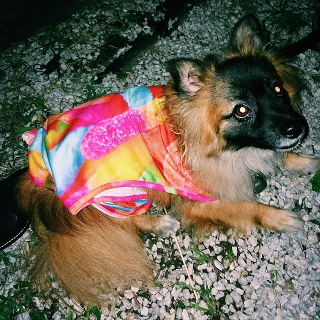 Kleine wearing the worm shirt #littlestworm #wormstories #vscocam