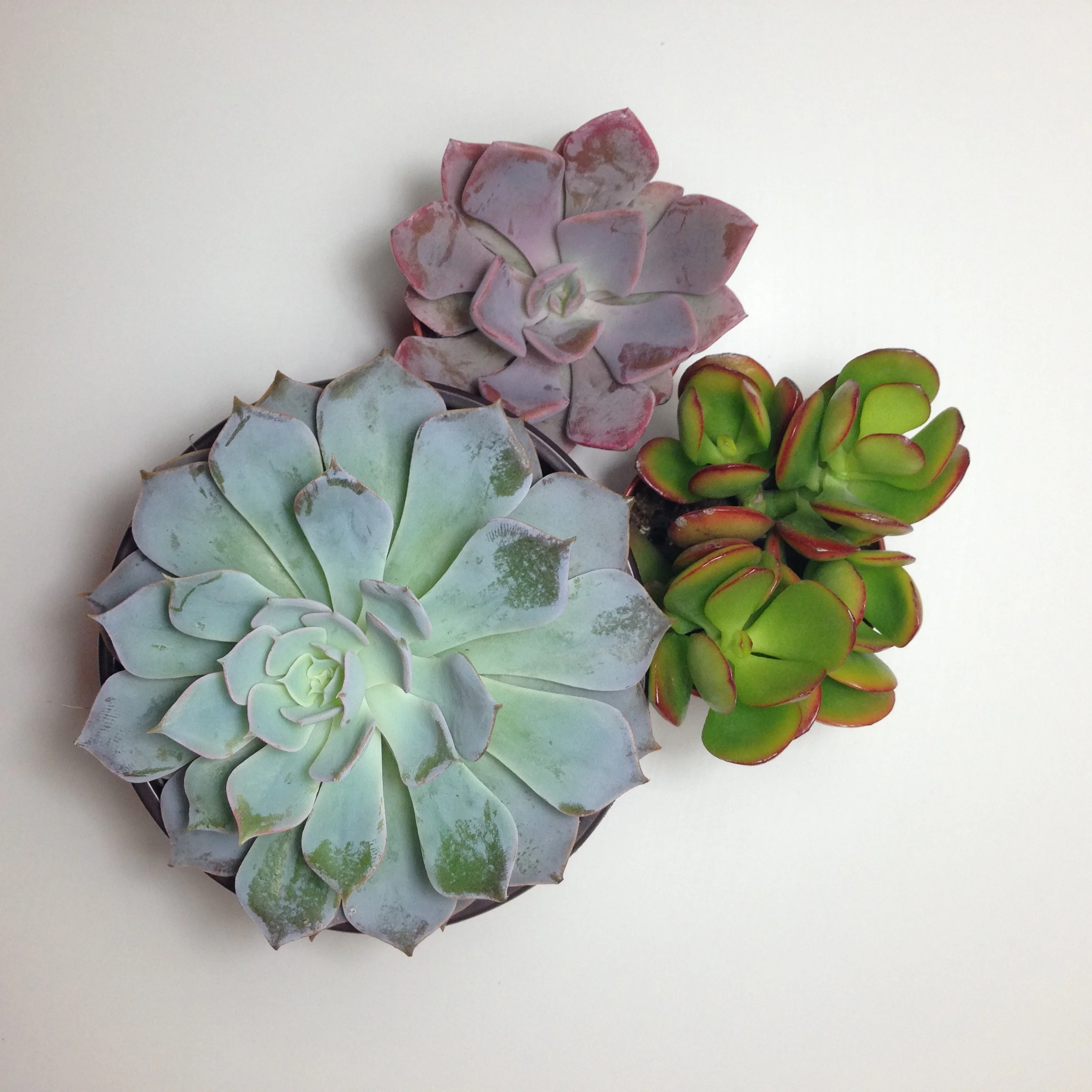 New living companions!