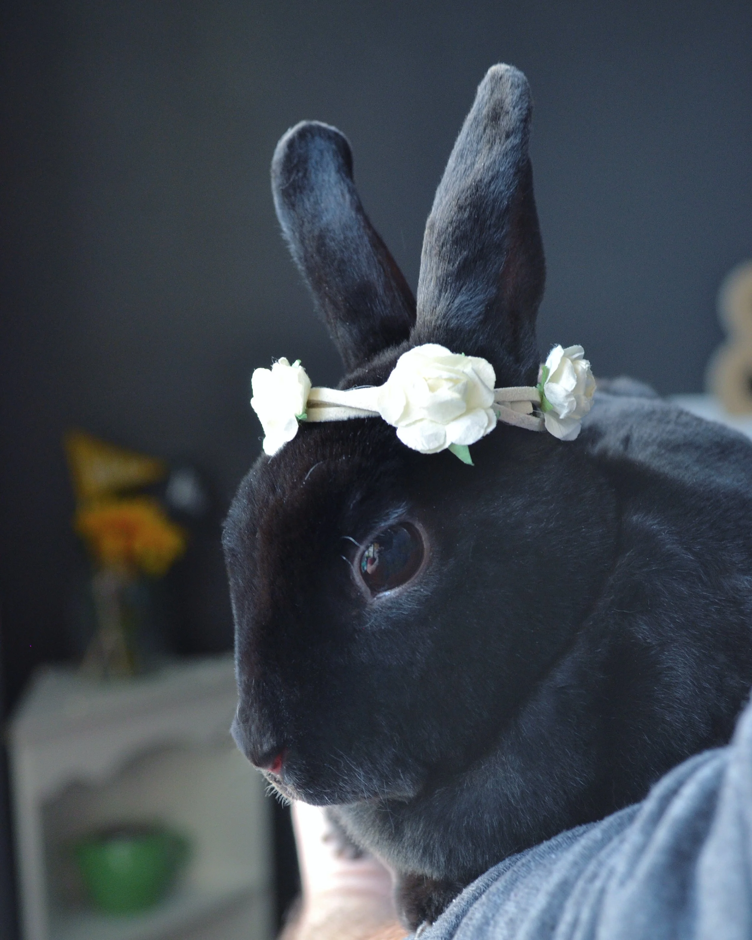 #1 AURORA // We adopted our 2nd gorgeous rex rabbit. She is a velvet loving spitfire that brings so much joy into our lives. 
