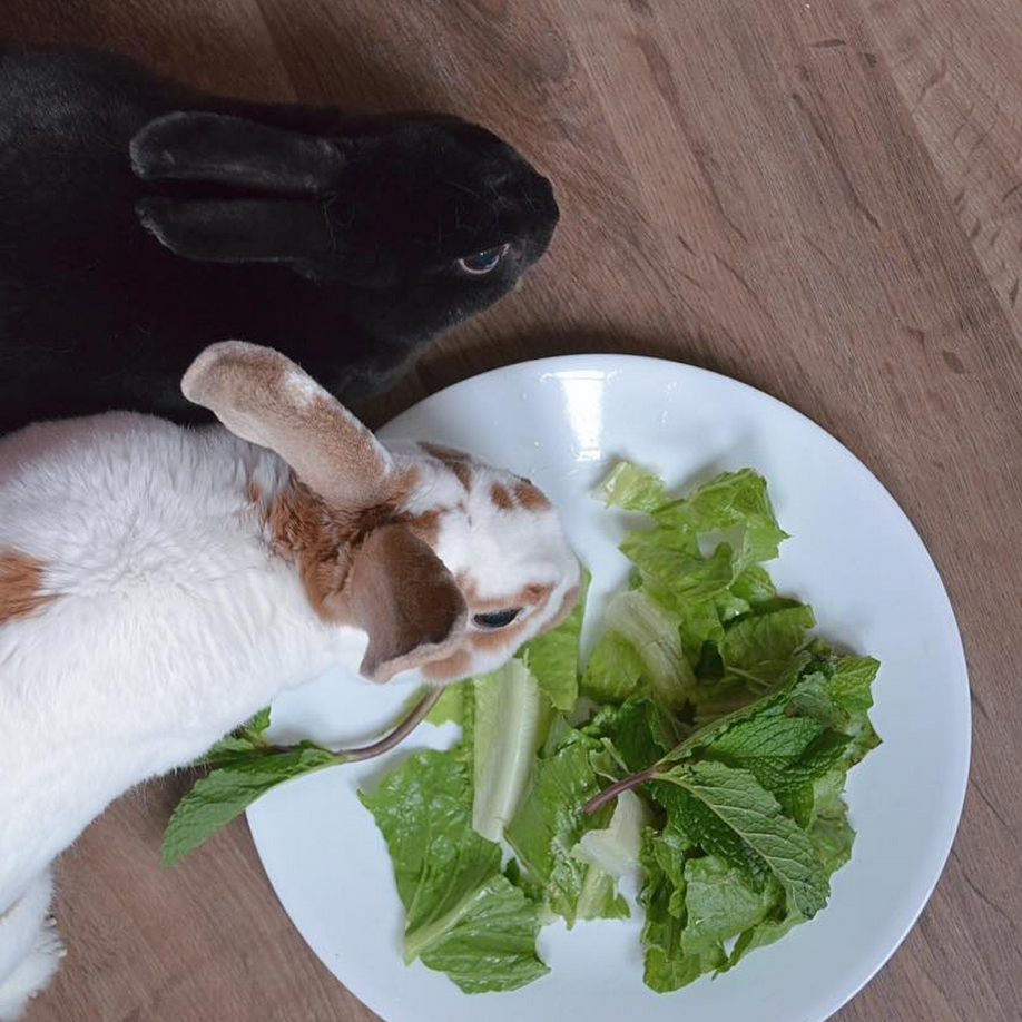 #10 BUN-AVERSARIES // Theodore celebrated his 3 year adopt-aversary and Aurora celebrated her 2 year adopt-aversary. These little guys are the sun & moon of my life! 