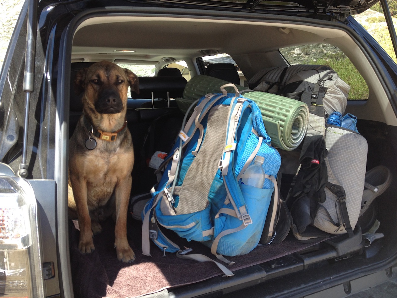 Indy guarding packs at Onion Valley