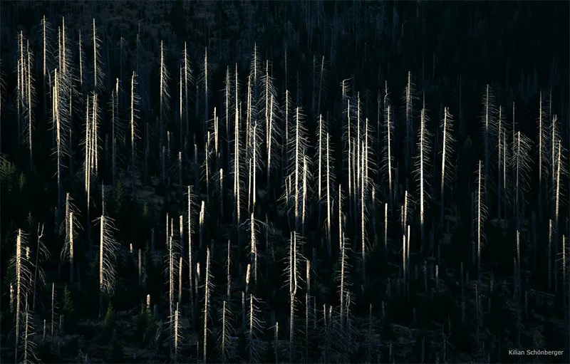 forests-5.jpg