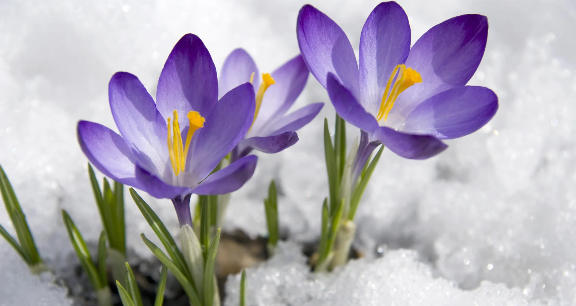 It’s Spring!