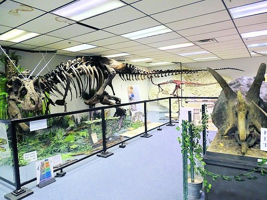 Photo of dinosaur bones.