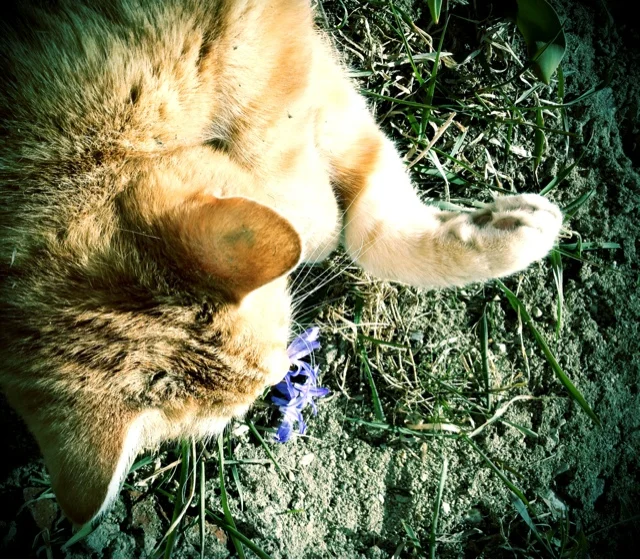 Vår älskade katt Easin Zi. 