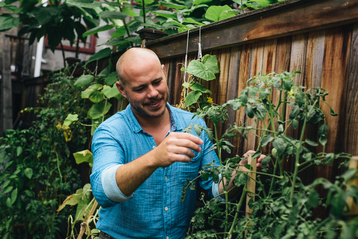 Chef Mathew Ramsey checks on heirloom tomato plants in his Washington, DC neighborhood.