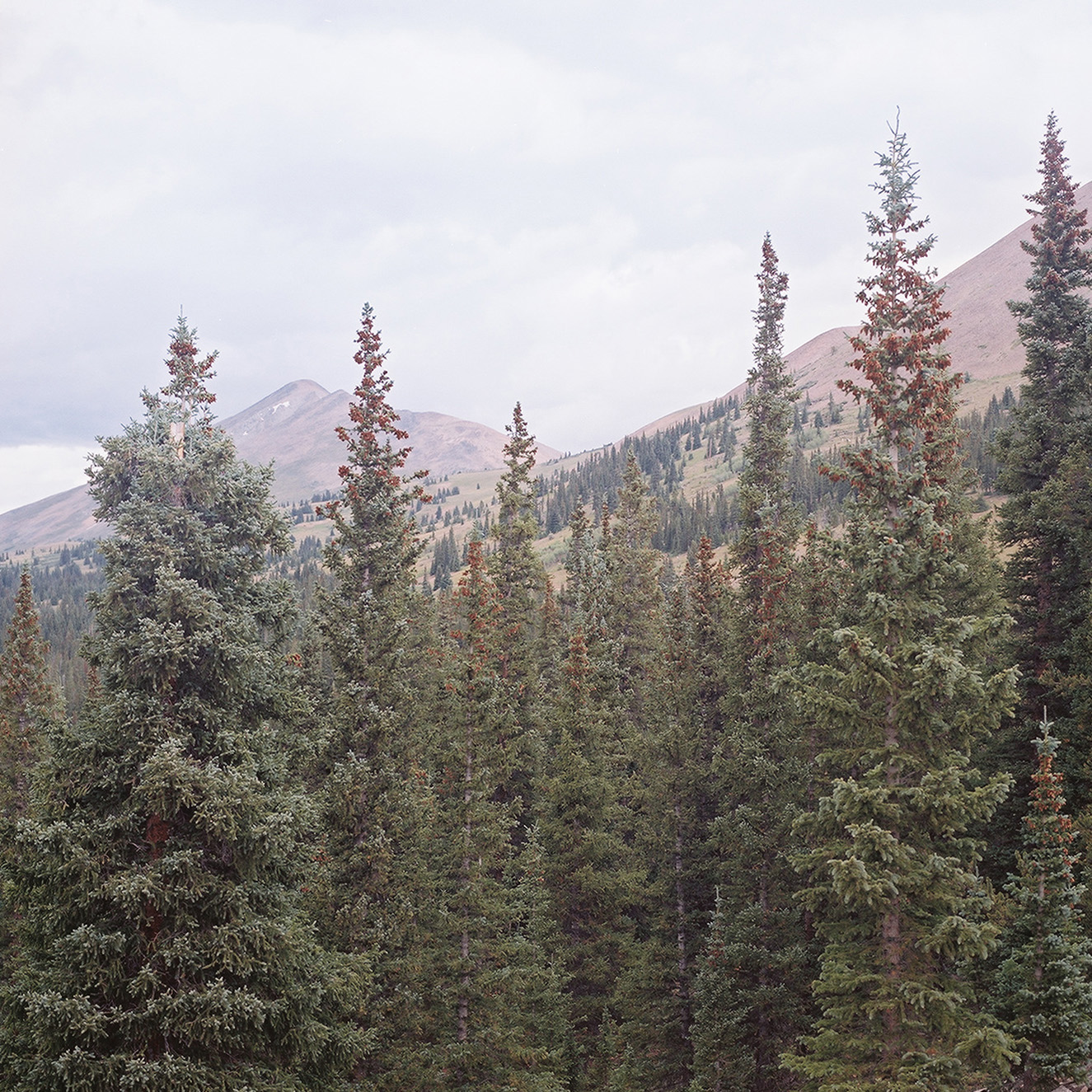 Breckenridge Colorado Wedding Photographer