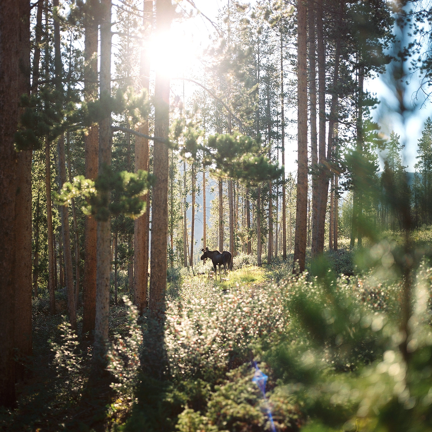 Breckenridge Colorado Wedding Photographer