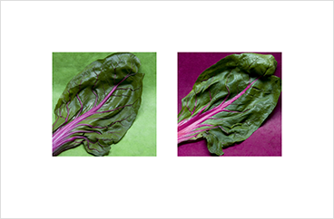 Local Color 1 (Chard)