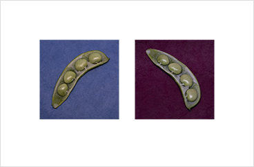 Local Color 2 (Lima beans)