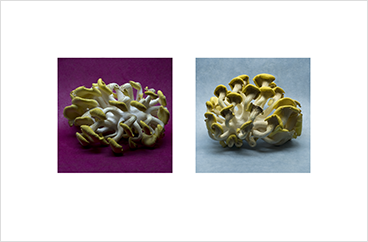 Local Color 4 (Mushrooms)