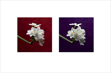 Local Color 5 (Paperwhites)