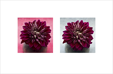 Local Color 7 (Pink dahlia)
