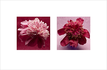 Local Color 8 (Peonies)