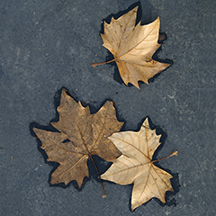 Paris Leaf 2