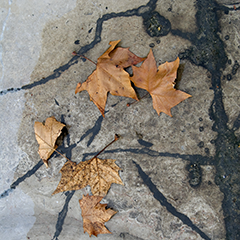 Paris Leaf 3