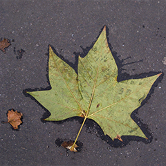 Paris Leaf 4