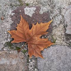 Paris Leaf 7