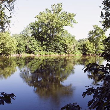 River tree_©acfallen.png